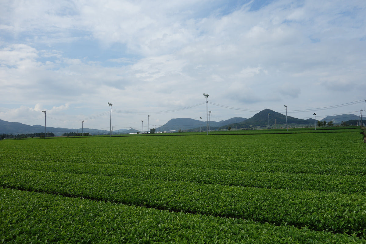 鹿児島県知覧町の茶畑と防霜ファン